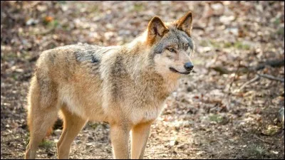 Quel est le nom scientifique du loup ?