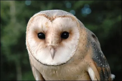 Qu'est-ce qu'un nocturne ?