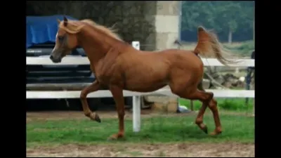 Quelle est cette race ?