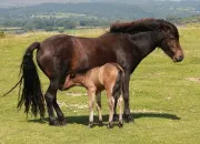 Quiz Chevaux