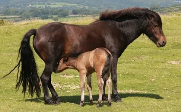 Quiz Chevaux