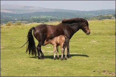 Quelle est la race de ce poney ?