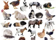 Quiz Quel est cet animal ?