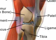 Quiz Les os, les articulations et les muscles