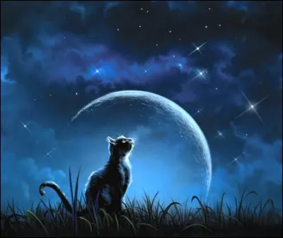 Quelle est cette série littéraire écrite par Erin Hunter et mettant en scène des chats ?