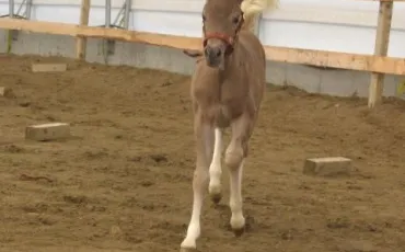 Quiz Chevaux