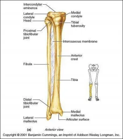 Où se trouve le tibia ?