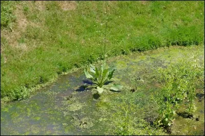 Quel est le nom de cette plante typique des milieux humides ?