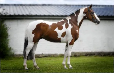 Quelle est la robe de ce cheval ?