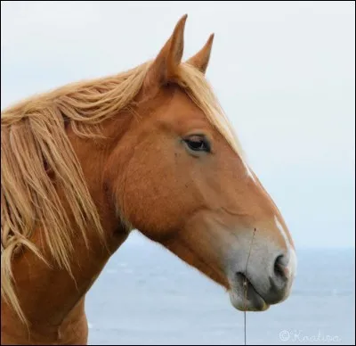 Quelle est la robe de ce cheval ?