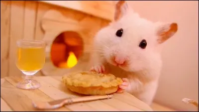 Quelle est la femelle du hamster ?