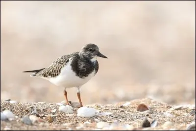 Regardez bien son environnement. Je dis que cet oiseau est un tournepierre.