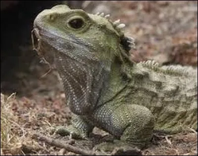 Comment s'appelle ce lézard ?