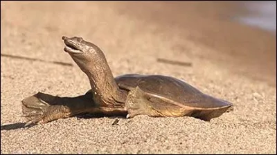 Cette tortue d'Asie, appelée trionyx de Chine a une particularité assez étonnante : elle urine par la bouche !