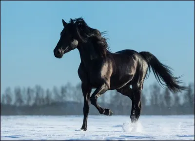 De quelle race est ce cheval ?