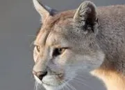 Quiz Le puma, un flin puissant