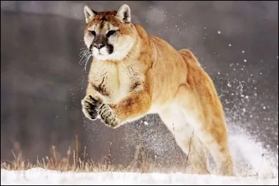 Le puma est le félin qui a les pattes arrières les plus développées, il est l'un des plus grand sauteur du monde !
Mais à quelle hauteur peut-il bondir exactement ?