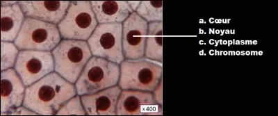 Légendez cette photo de l'observation d'une cellule humaine au microscope.