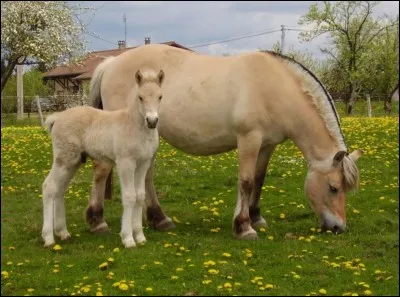 De quelle race sont ces chevaux ?