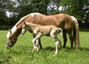 Quiz Connais-tu bien les chevaux ?