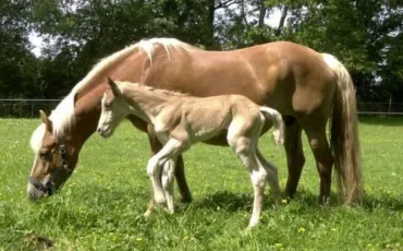 Quiz Chevaux