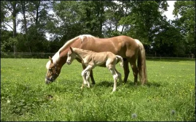 Comment s'appelle la maman du poulain ?