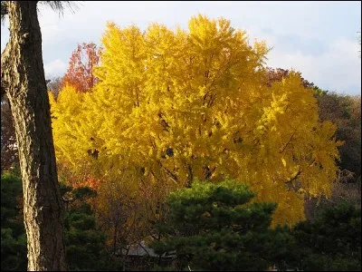 De quelle couleur est cet arbre ?