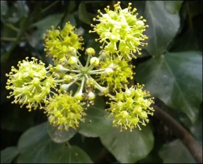 Lorsque le lierre fleurit, comment porte-t-il ses fleurs un peu verdâtres ou jaunâtres qui exhalent une senteur suave ?