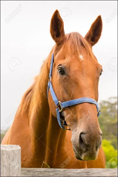 Quelle est la robe de ce cheval ?