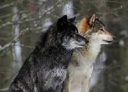 Test Quel loup es-tu ?