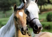 Quiz Connais-tu les chevaux ?