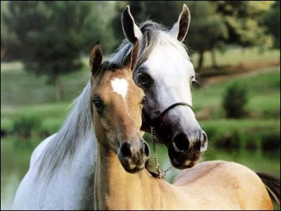 Tu arrives devant son box/pré, le cheval te tourne le dos, cela signifie qu'...