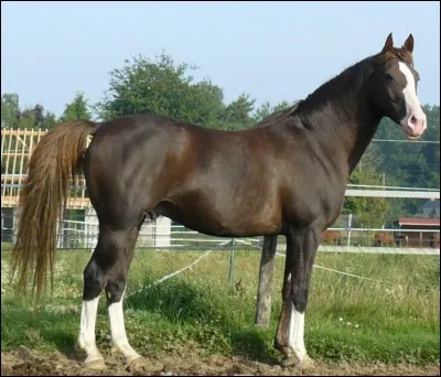 À quel âge le cheval le plus vieux est-il mort ?