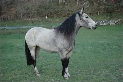 Quelle est la robe de ce cheval ?