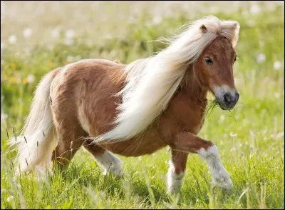 Quelle est la plus petite race de cheval ?