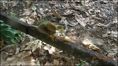 Ce petit singe vit en Afrique !