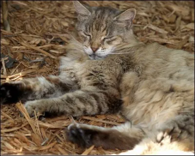 Qu'est-ce qui faisait la singularité des chats qu'Hemingway hébergeait dans son jardin de Key West en Floride ?