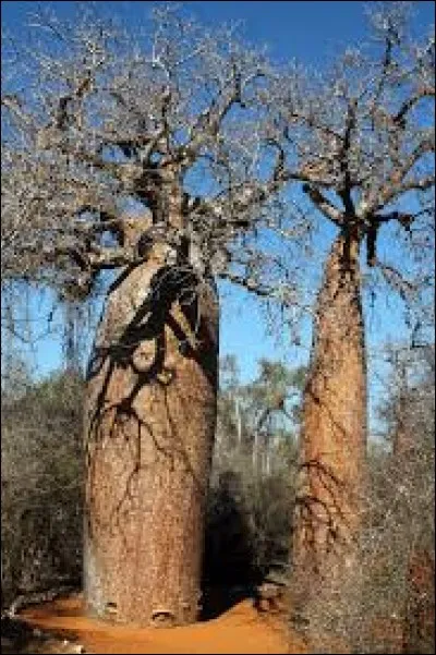 Quel est le nom de cet arbre ?