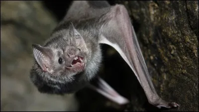 Les chauves-souris émettent des infrasons.