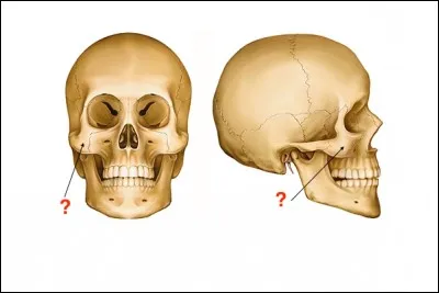 Indiquez le nom de la structure osseuse indiquée par la flèche.