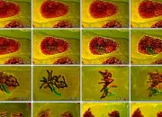 Quiz Le cycle cellulaire (1re S)