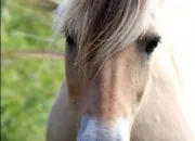 Quiz Le cheval fjord