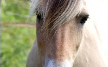 Quiz Chevaux