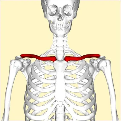 Tout d'abord un peu d'ostéologie, comment dit-on "clavicule" en anglais ?