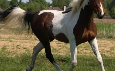 Quiz Chevaux