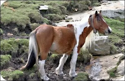 De quelle race est ce poney ?