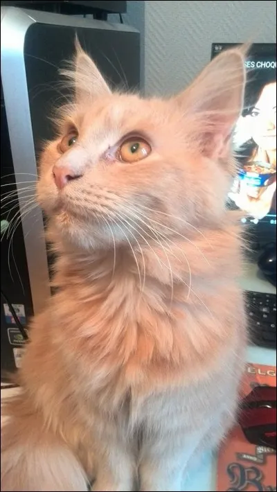 Le Maine Coon est un chat nu