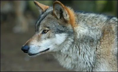 Quel est le nom du bébé du loup ?