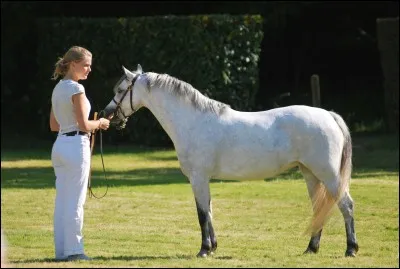 Quelle race est-ce ?