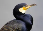 Quiz Quel est cet oiseau ?